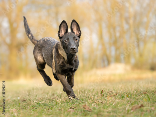 Energetic 15-week-old Malinois puppy running fast across green meadow in spring, side view, jumping dog in motion