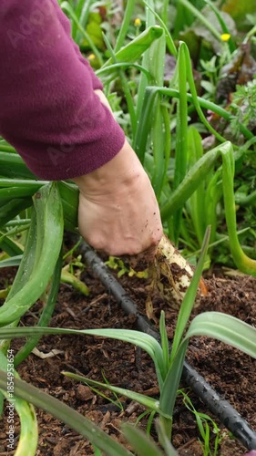 Farmer's hands carefully pulling a fresh spring onion from the rich, dark soil in a vegetable garden. Close-up on the harvest of organic produce