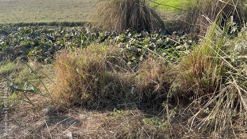 Natural rural landscape with trees, fresh green leaves, farmland soil, dried vegetation, and a calm garden environment