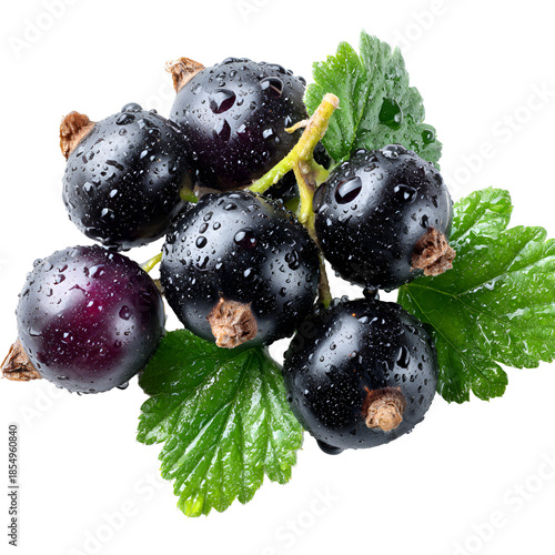 Photography Fresh blackcurrants with dew drops