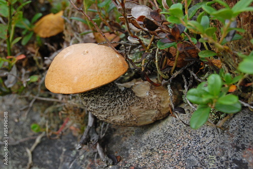 Autumn mushrooms in the tundra surrounded by mosses and lichens.