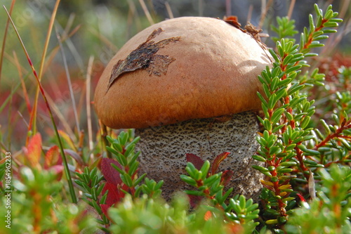 Autumn mushrooms in the tundra surrounded by mosses and lichens.