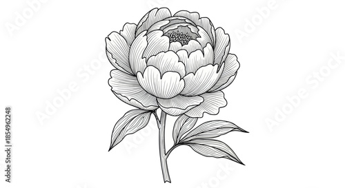 Vintage Peony Flower Illustration - Black and White Botanical Line Art