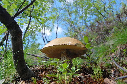 Autumn mushrooms in the tundra surrounded by mosses and lichens.
