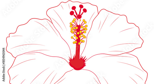 White Hibiscus Flower Outline with Red Center, Vector Illustration
