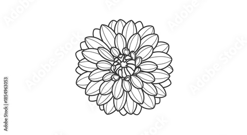 Dahlia flower outline drawing, black and white botanical illustration