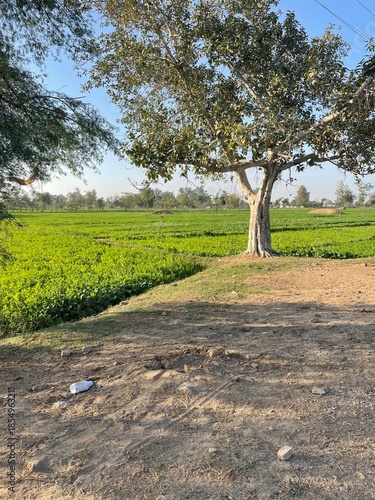 Natural rural landscape with trees, fresh green leaves, farmland soil, dried vegetation, and a calm garden environment