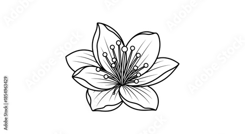 Minimalist Cherry Blossom Flower Outline Drawing on White Background