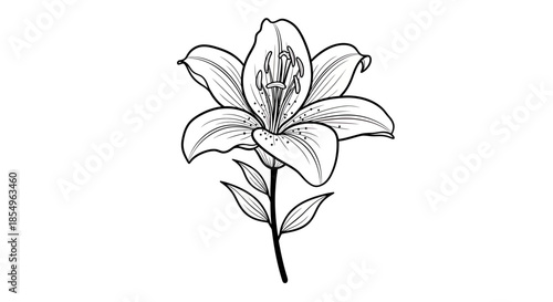 Elegant Lily Flower Drawing, Black and White Line Art Illustration