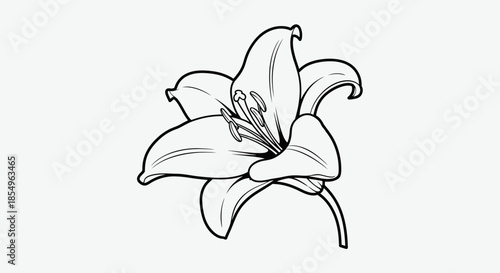 Elegant Lily Flower Outline Drawing, Black and White Floral Illustration