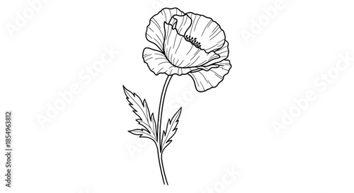 Elegant Poppy Flower Line Art Drawing, Botanical Illustration, Simple Floral Design