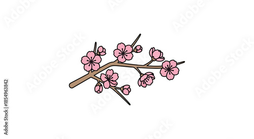 Pink Cherry Blossom Branch with Buds and Flowers - Isolated on White Background