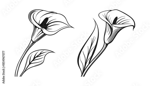 Black and white illustration of two calla lilies with a leaf on a white background