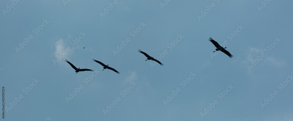 Fototapeta premium Flock of Common Cranes flying in formation against blue sky