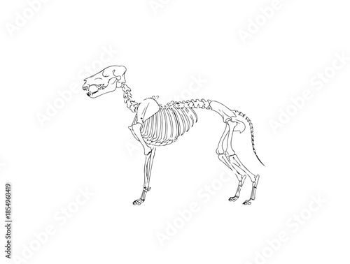 Slim frame dog skeleton white background.