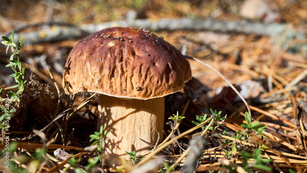 Fototapeta premium Pine bolete or pinewood king bolete or Boletus pinophilus brown cap mushrooms with pine needles on forest background. Picking edible mushrooms. Selective focus 16x9, close up shot.