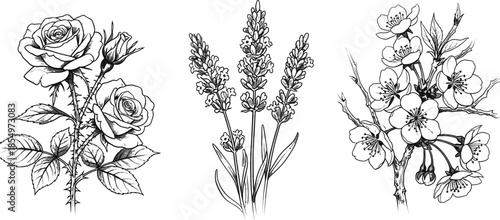 Botanical illustrations of flowers