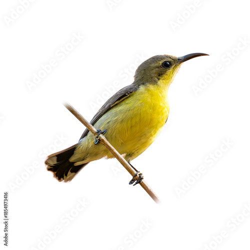 Purple Sunbird Female perched diagonally on a thin twig, displaying a bright yellow breast, olive tones, and a slender curved bill against a pure white background