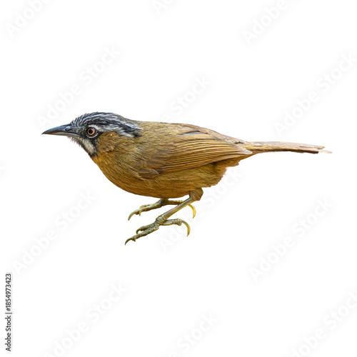Grey-throated Babbler in side profile, captured mid perch with warm brown plumage and distinctive grey throat, isolated on a clean white background