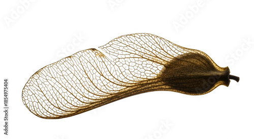 Golden skeletal maple seed wing against black background samara delicate