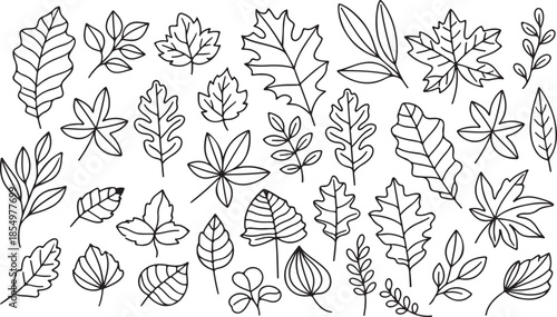 Hand drawn autumn leaves outline from different trees, oak, maple, chestnut. Leaf line art collection for coloring books, patterns, stickers line art vector art and illustration  black and white 