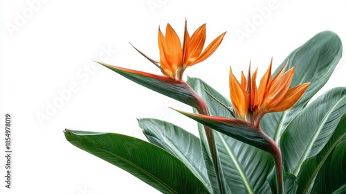 Close-up of two vibrant orange and red bird-of-paradise flowers with green leaves on white