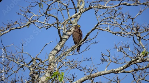 The majestic Crested Serpent Eagle sighted at Kaziranga National Park of Assam