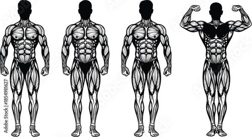 Vector illustration set of human male muscular system anatomy charts with bodybuilder flexing and standing poses isolated on white background