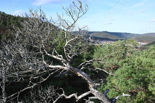 Auf dem Lanzenfahrter Felsen bei Hauenstein