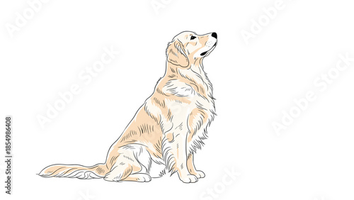 Graceful Golden Retriever dog sitting and looking up with a gentle and loyal expression on its beautiful face.