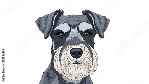 Detailed close-up portrait of a Miniature Schnauzer dog face with its characteristic beard and eyebrows.