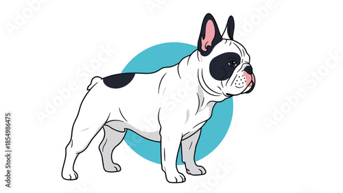 Black and white French Bulldog standing in a teal circle, showing its distinctive bat ears and muscular build.