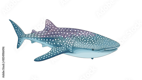Majestic whale shark swimming with its signature white spots and blue-grey patterns against white background.