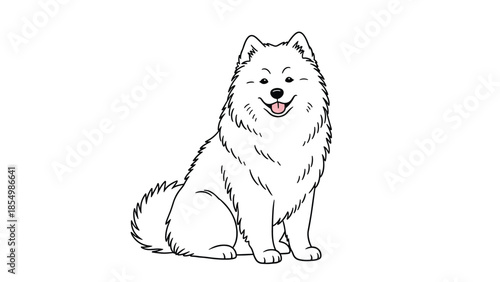 Beautiful white fluffy Samoyed dog sitting with a happy smiling face and its tongue out against white background.