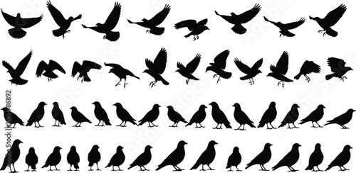 Black silhouettes of birds in various poses bird silhouettes black birds flying birds
