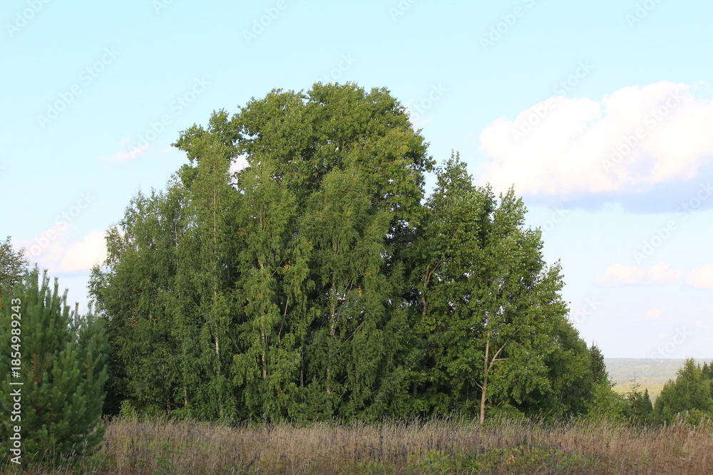 Obraz premium a forest in northeastern Europe on a sunny day in late summer