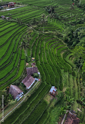 Aerial Top Down View Rice Terraces Lush Green Patchwork Of Terraced Paddies, Winding Footpaths, Scattered