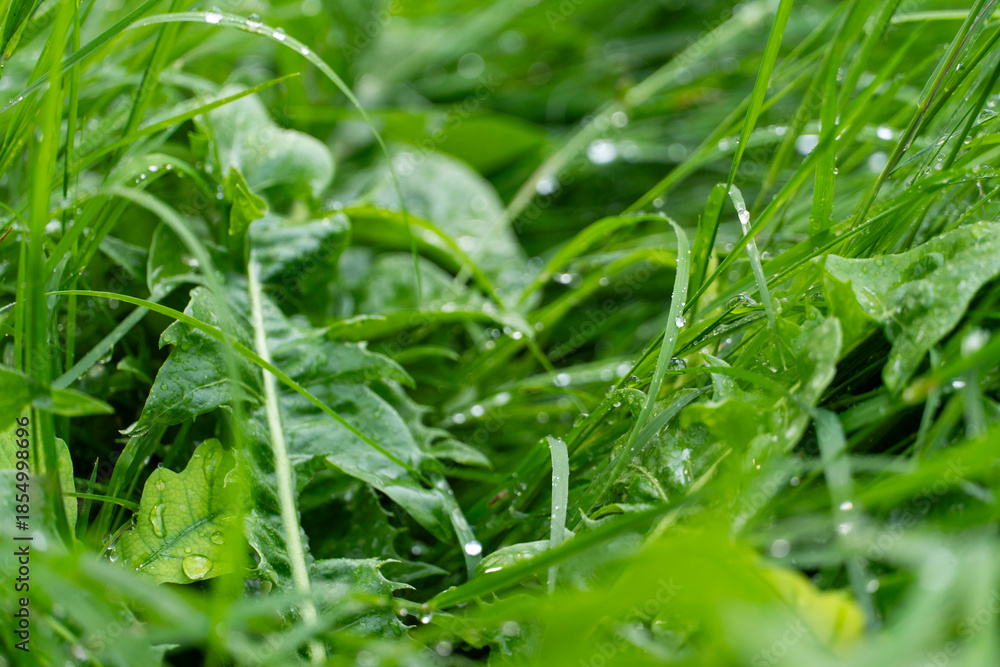 Obraz premium Fresh Green Grass with Dew Drops