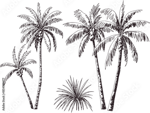 Black and white line of tropical palm trees with detailed leaves