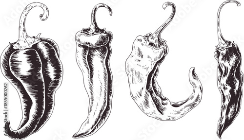 Four black and white line of different chili peppers