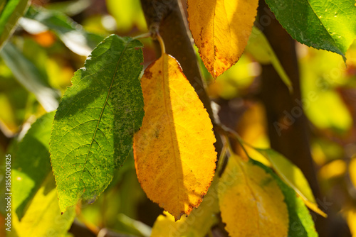 Autumn Transition Leaves Close Up