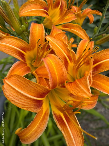 Close-up view of a vivid orange daylily Hemerocallis fulva in full bloom