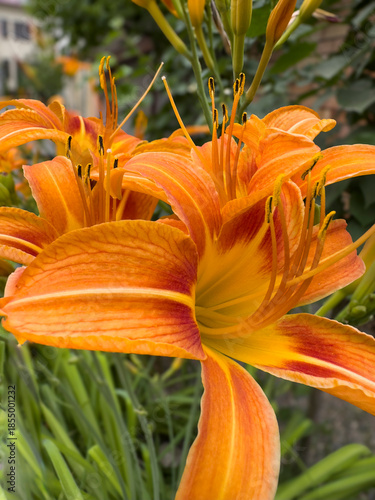 Close-up view of a vivid orange daylily Hemerocallis fulva in full bloom