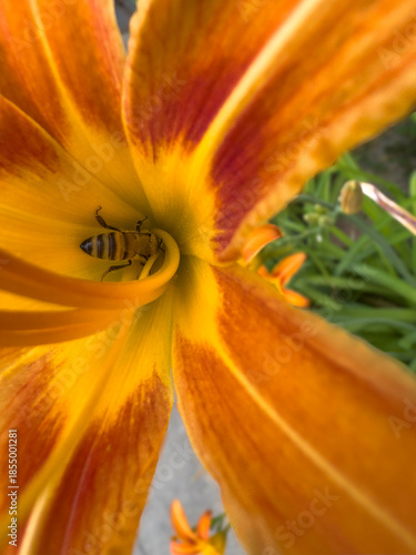 Close-up view of a vivid orange daylily Hemerocallis fulva in full bloom