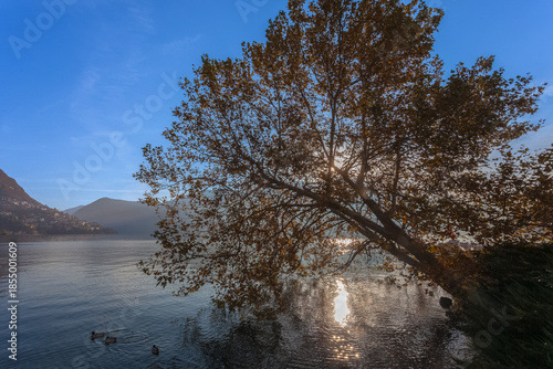 Sun filtering through the branches of plane tree stretched out towards the Lugano lake. Lugano,Ticino, Switzerland. Concept about serenity and relaxation