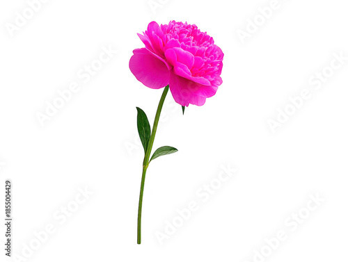 Pink peony flower with lush petals and green stem isolated on transparency background, symbolizing romance, beauty, and elegance, perfect for spring or summer floral design