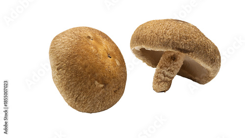 しいたけ　新鮮なきのこ素材　（背景透過）