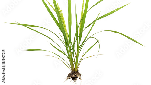Young Green Rice Plant Seedling with Roots isolated on Transparent Background