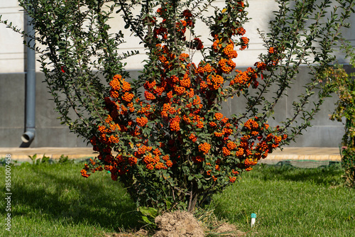 Vibrant Orange Berry Bush in Urban Garden