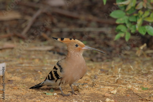 Eurasian Hoopoe (Upupa epops)